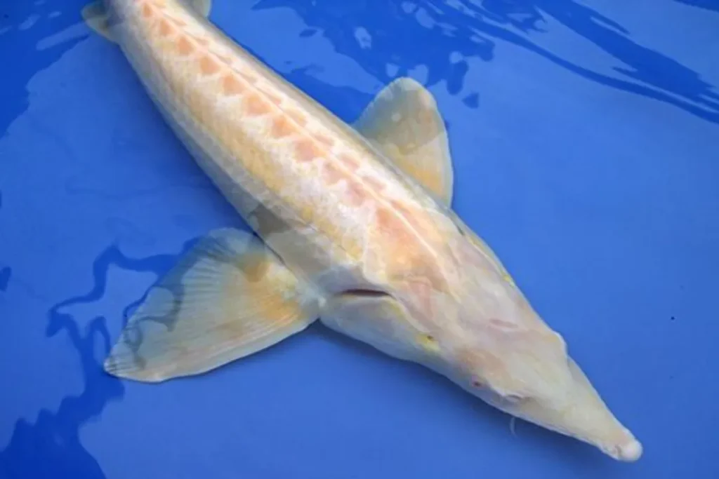 Almas Caviar Fish Albino Beluga Sturgeon 